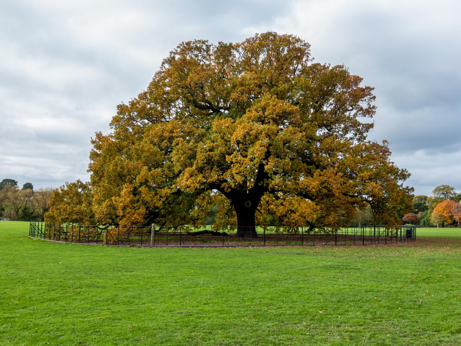 Under The Oak Tree Wallpapers - Top Free Under The Oak Tree Backgrounds ...