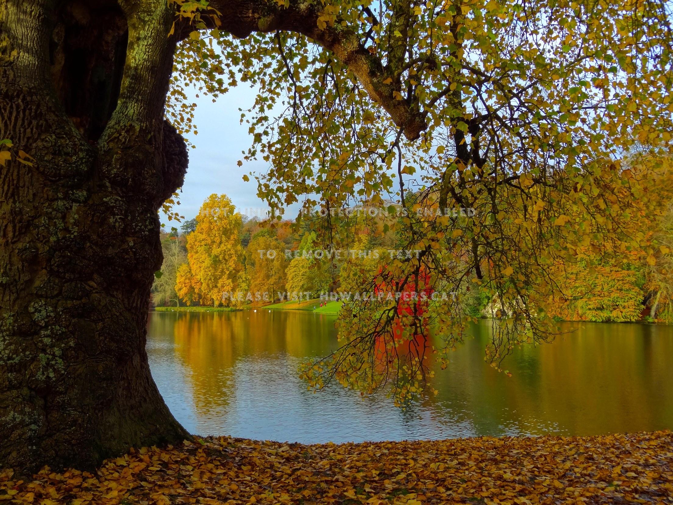 2208x1656 under the oak tree lake autumn nature