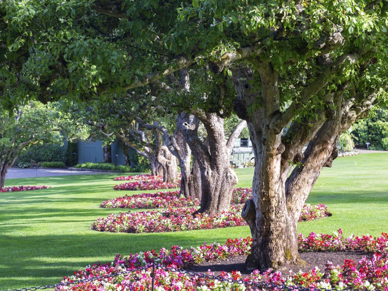 1600x1200 Planting Under An Oak Tree: What Can You Plant Under Oak Trees