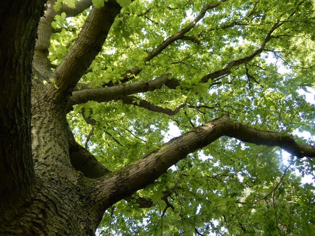 1024x768 under the oak tree. Coming back from hospital quite
