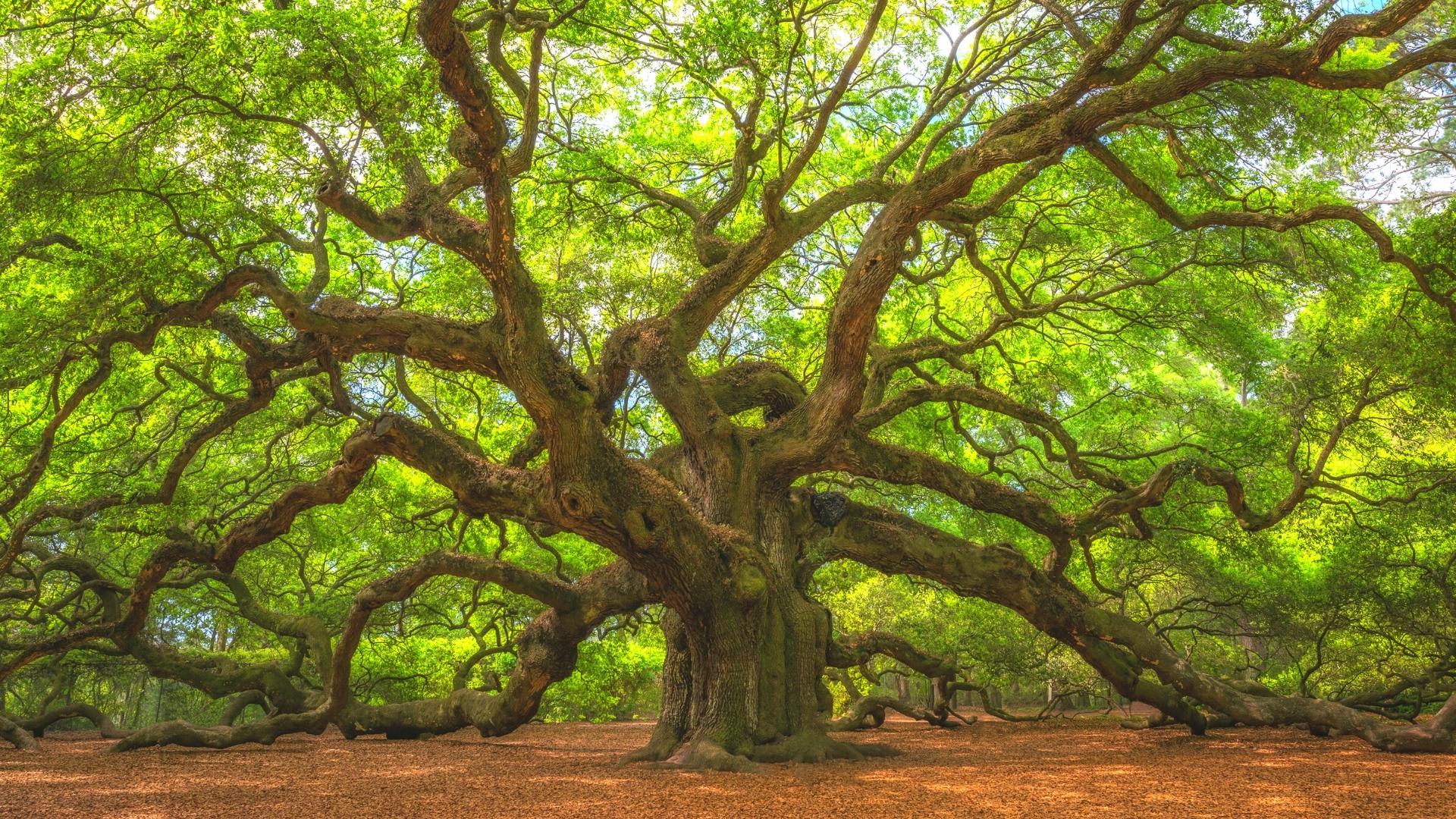 1920x1080 Why the Angel Oak Tree Should be on Your Bucket List