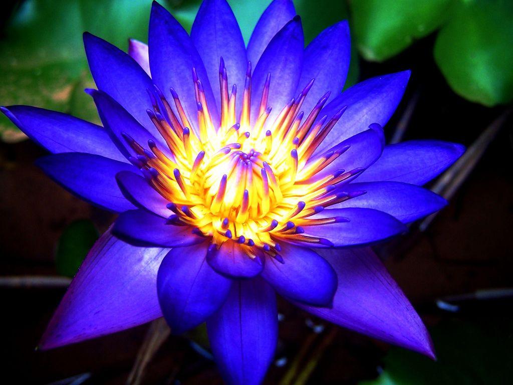 Blue Lotus Wallpapers Top Free Blue Lotus Backgrounds WallpaperAccess