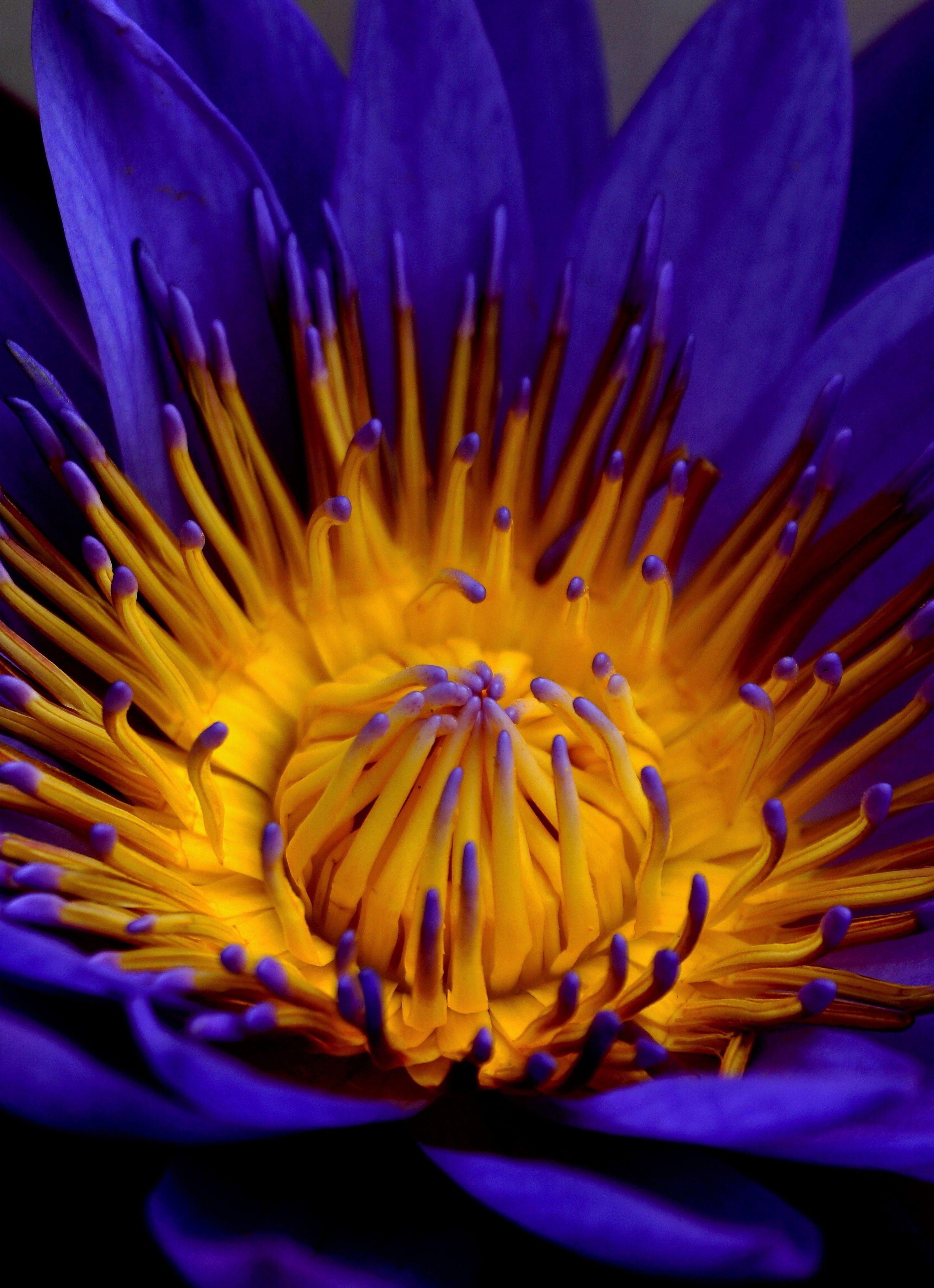 Blue Lotus Wallpapers Top Free Blue Lotus Backgrounds WallpaperAccess