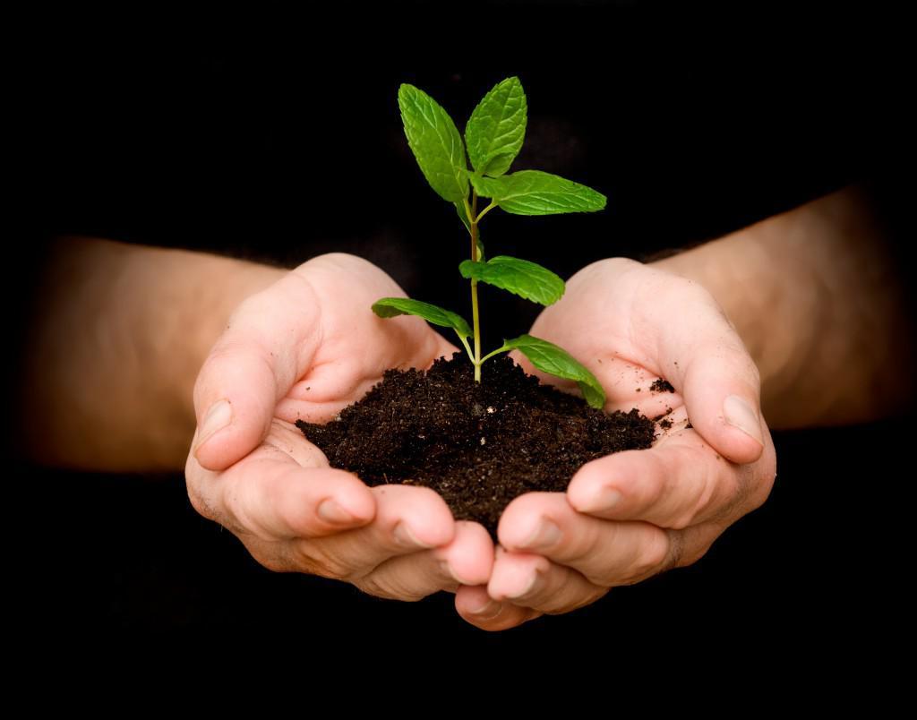 1024x804 Gallery cashadvance6online.com. top definition, Tree planting