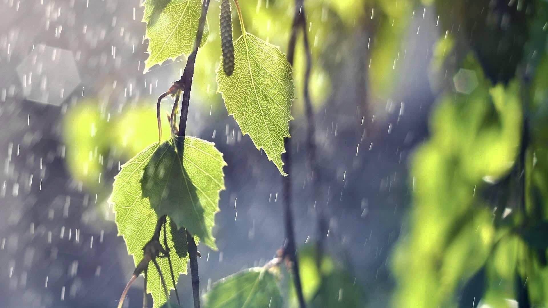 1920x1080 Beautiful Instrumental Eastern Relax Music & Nature Sounds of Tropical Forest Meditation, Sleep. Дождь, Музыка, Природа