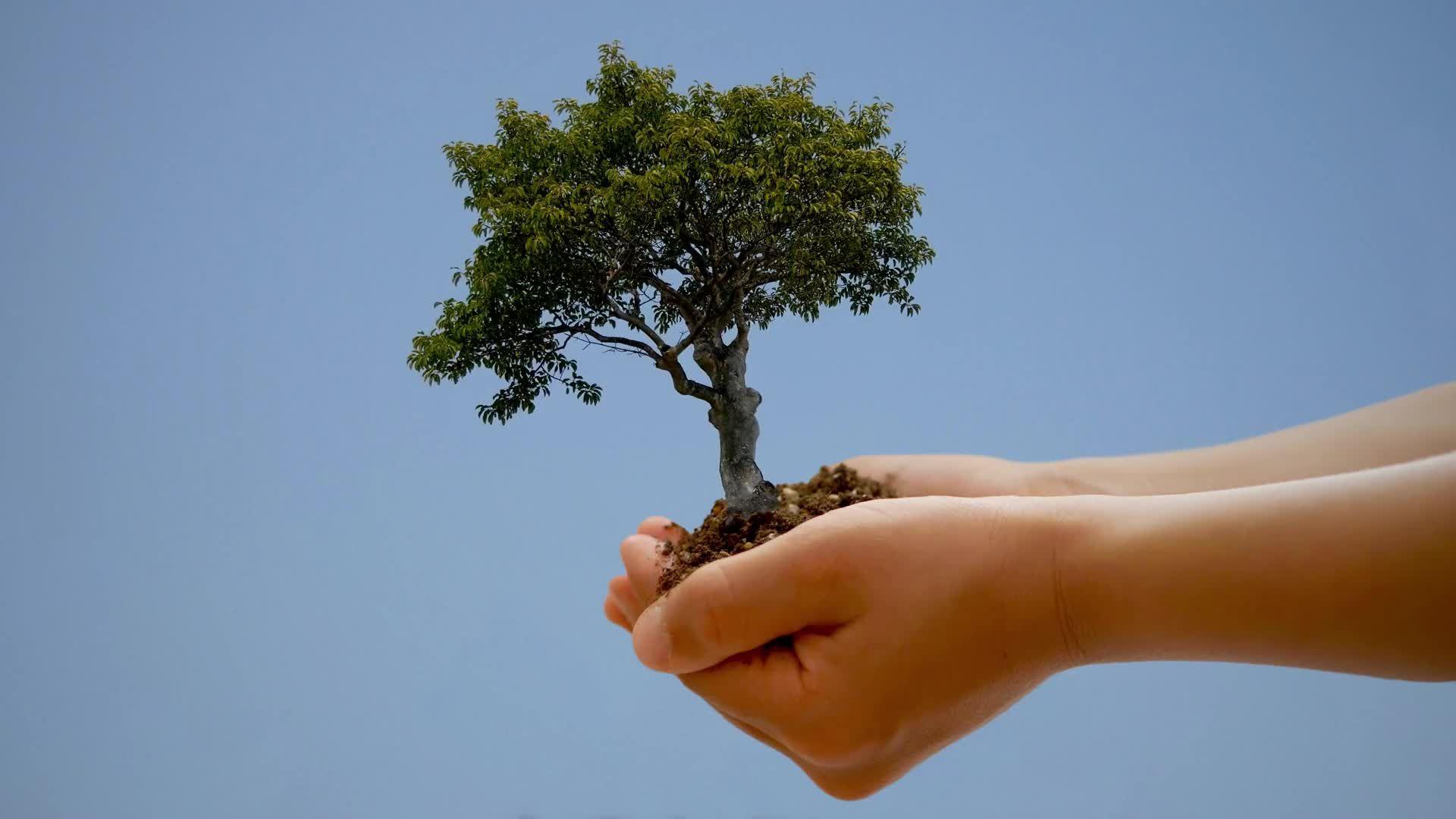 1920x1080 Tree In A Hand Gif
