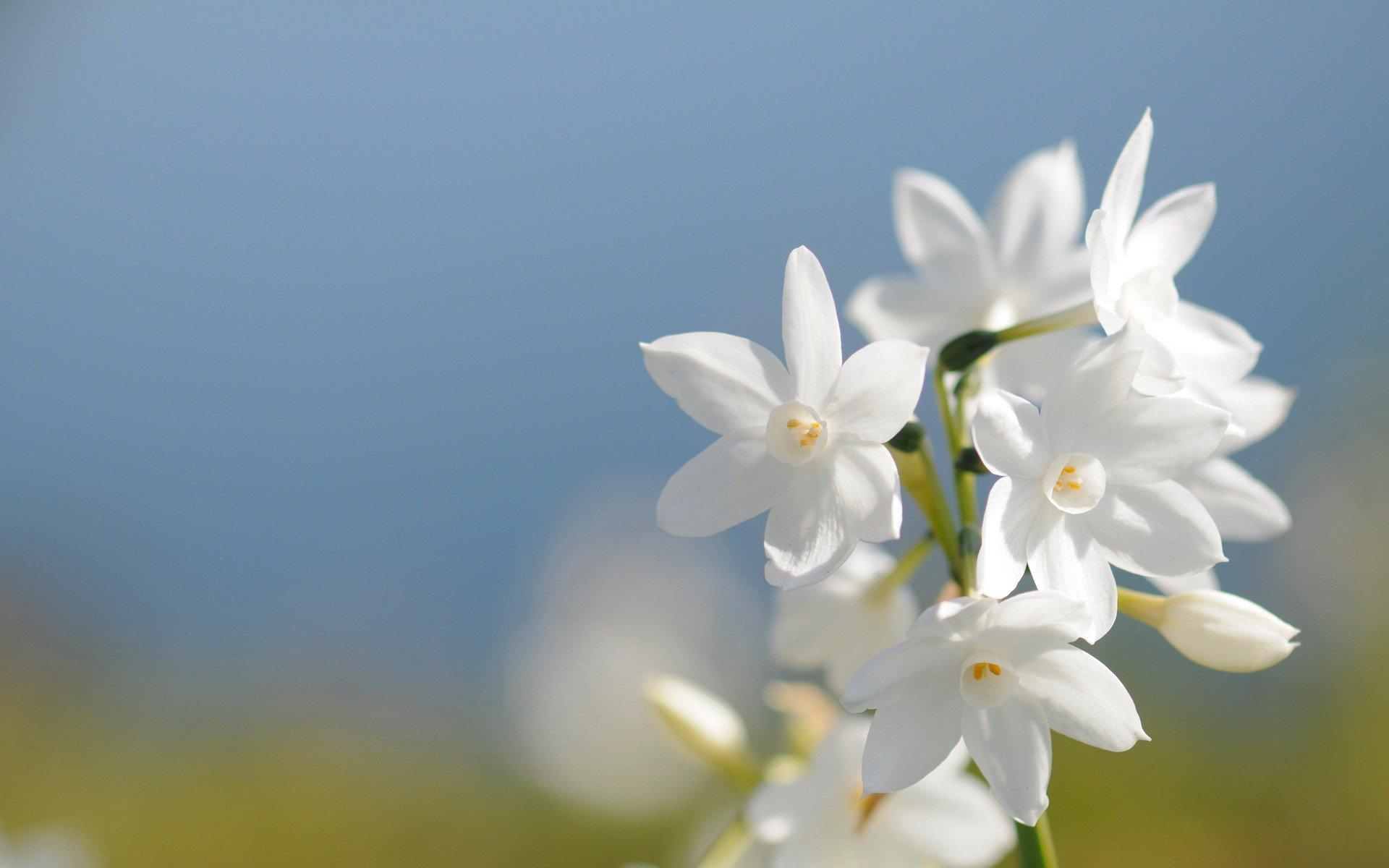 1920x1200 White Flowers Wallpaper