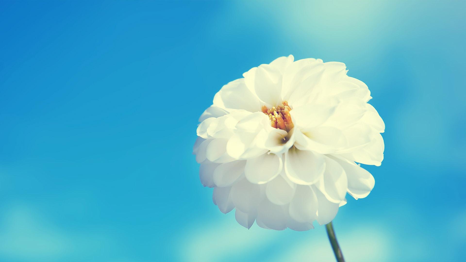 1920x1080 Refreshing eye white floral desktop wallpaper