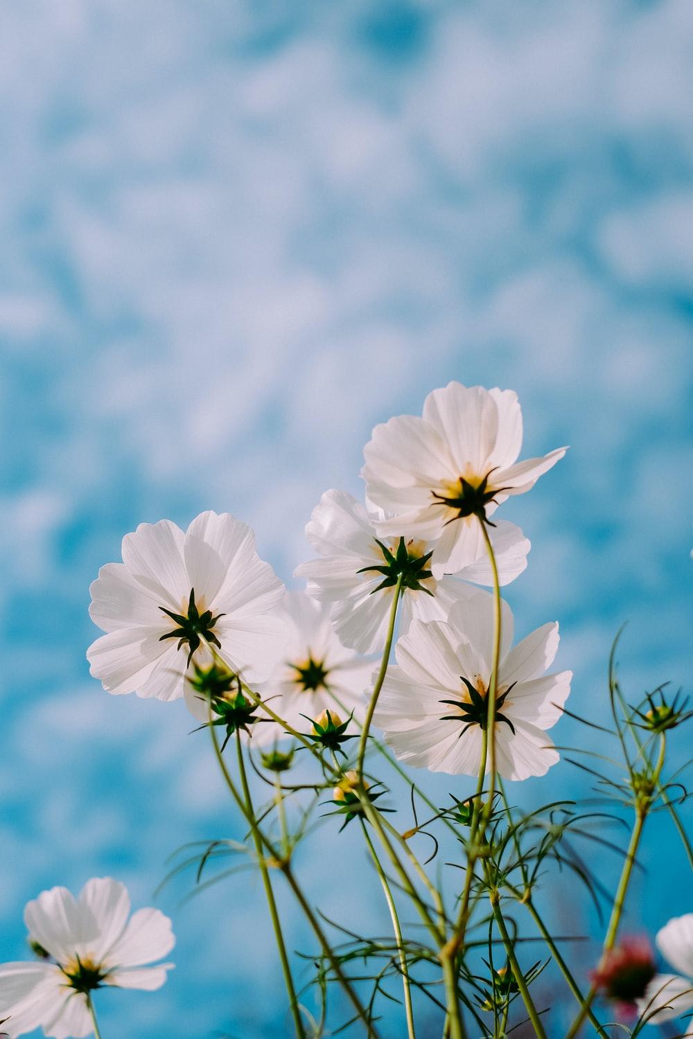 1000x1500 Spring Wallpaper: Free HD Download [HQ]