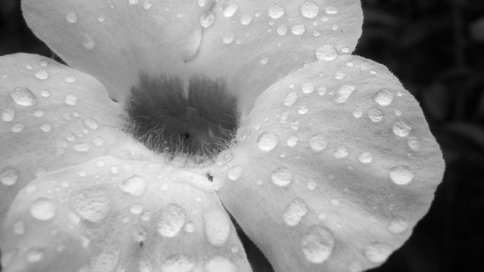 1920x1080 1920x1080px Black And White Floral Desktop Wallpaper