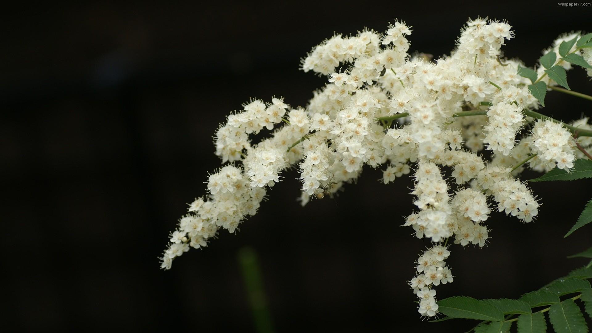 1920x1080 Wallpaper Wallpaper Flowers White Plain Bloom Desktop. My Local News.US