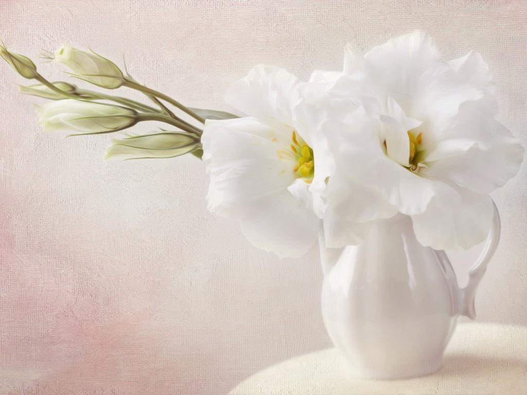 1024x768 White Floral Wallpaper