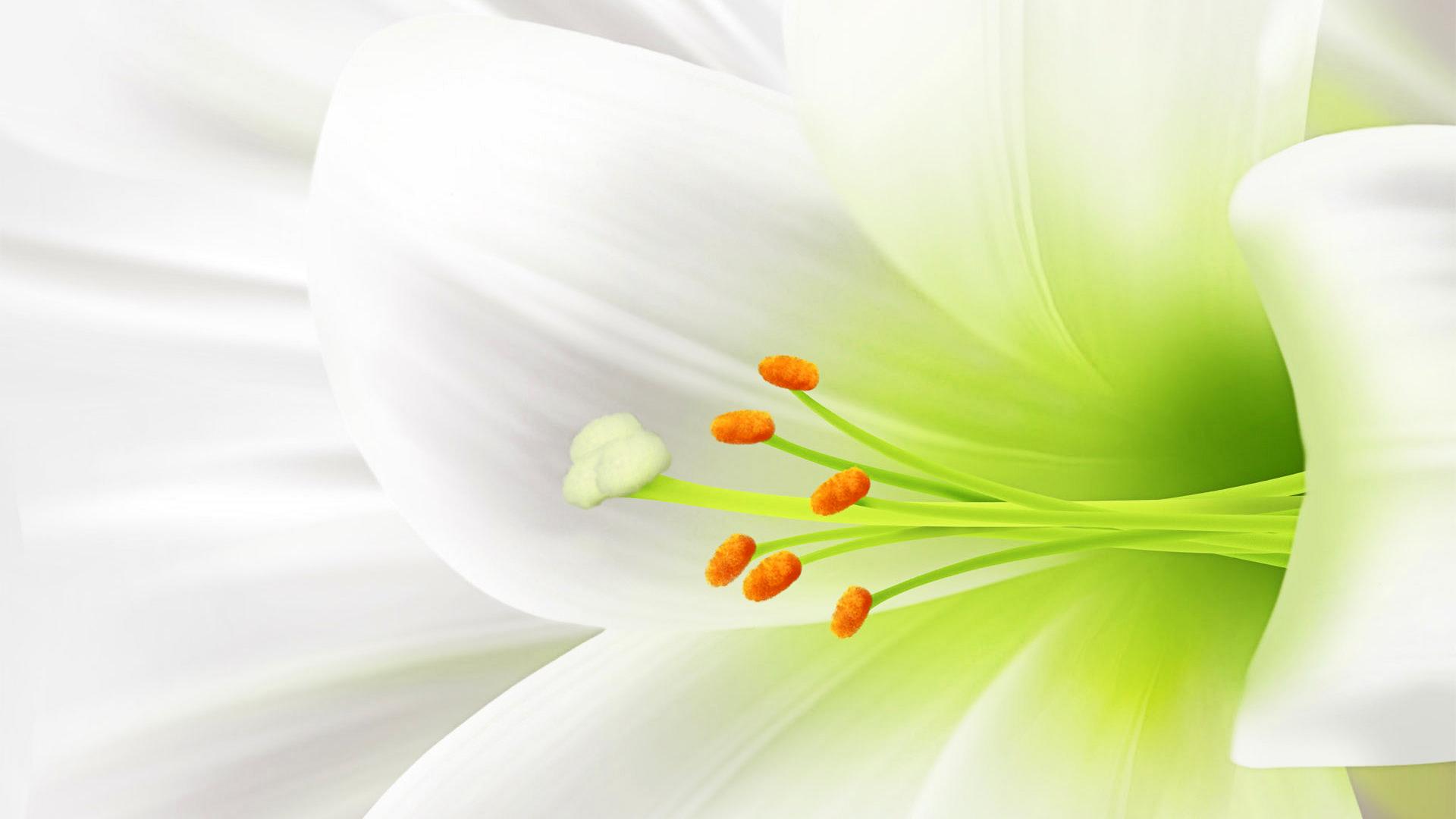 1920x1080 White Flowers wallpaperx1080