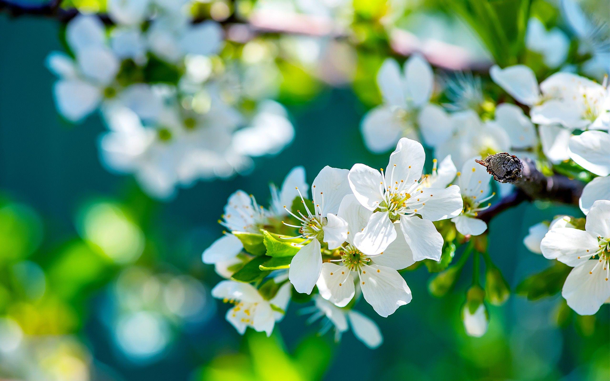 2560x1600 White Flower HD Wallpaper