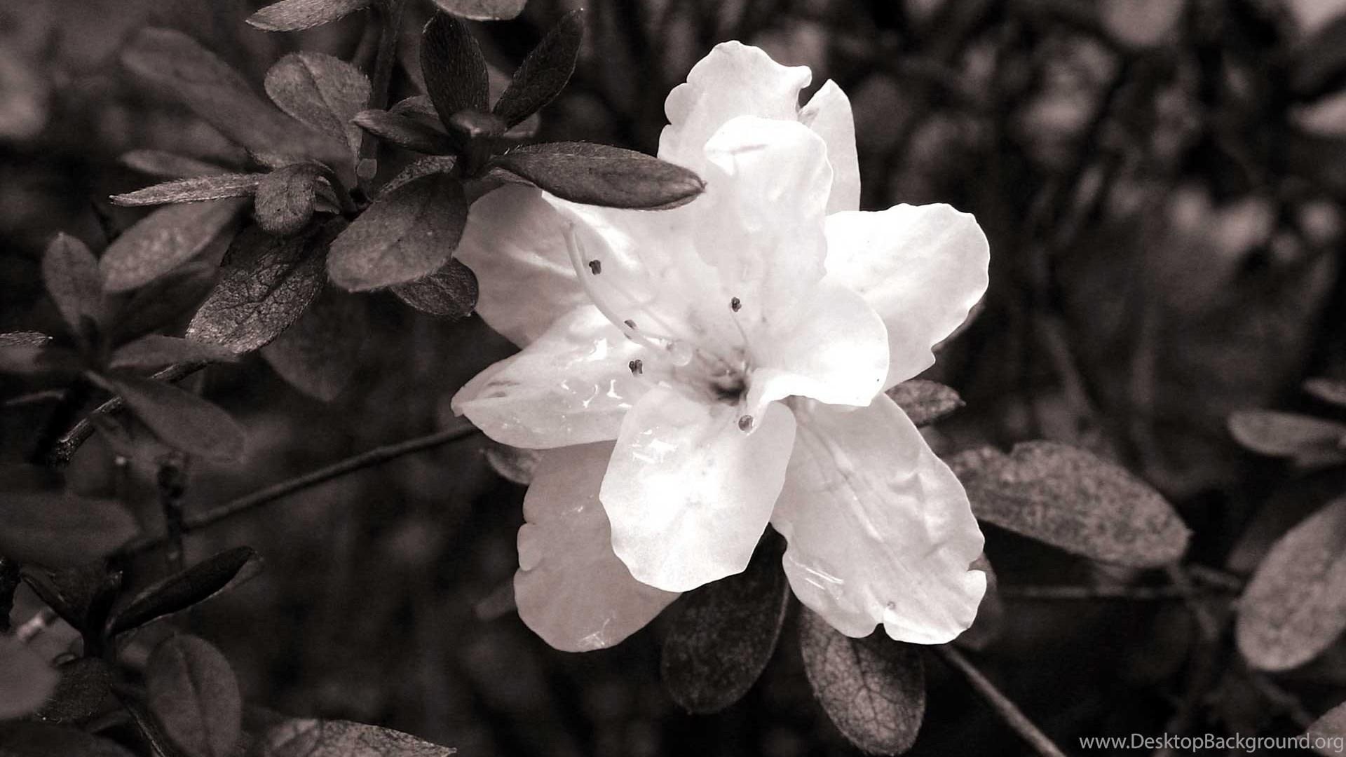 1920x1080 Black And White Floral Computer Wallpaper, Desktop Background. Desktop Background