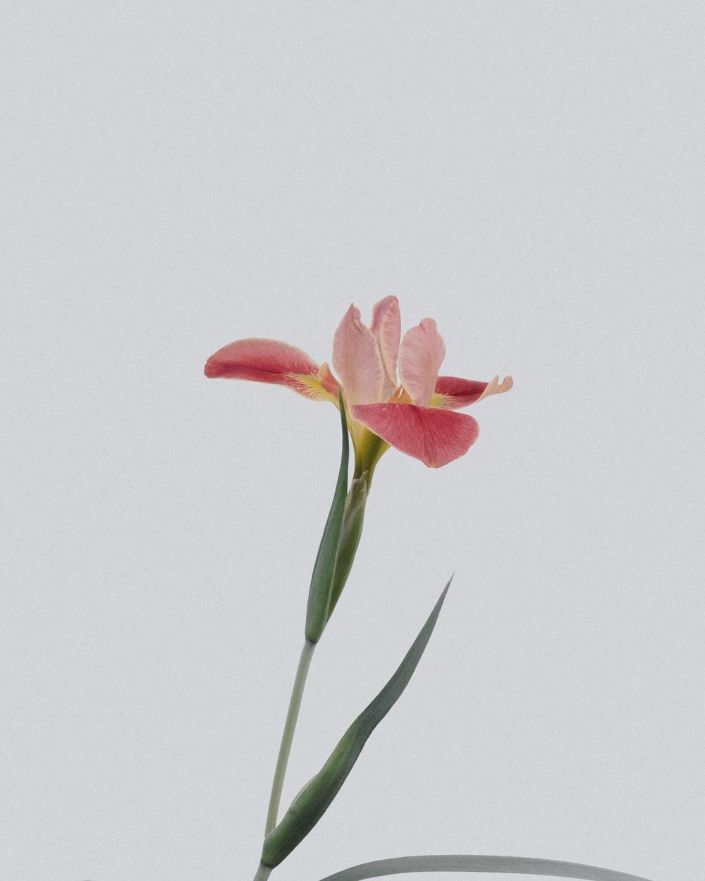 1000x1250 Flower Wallpaper: Free HD Download [HQ]