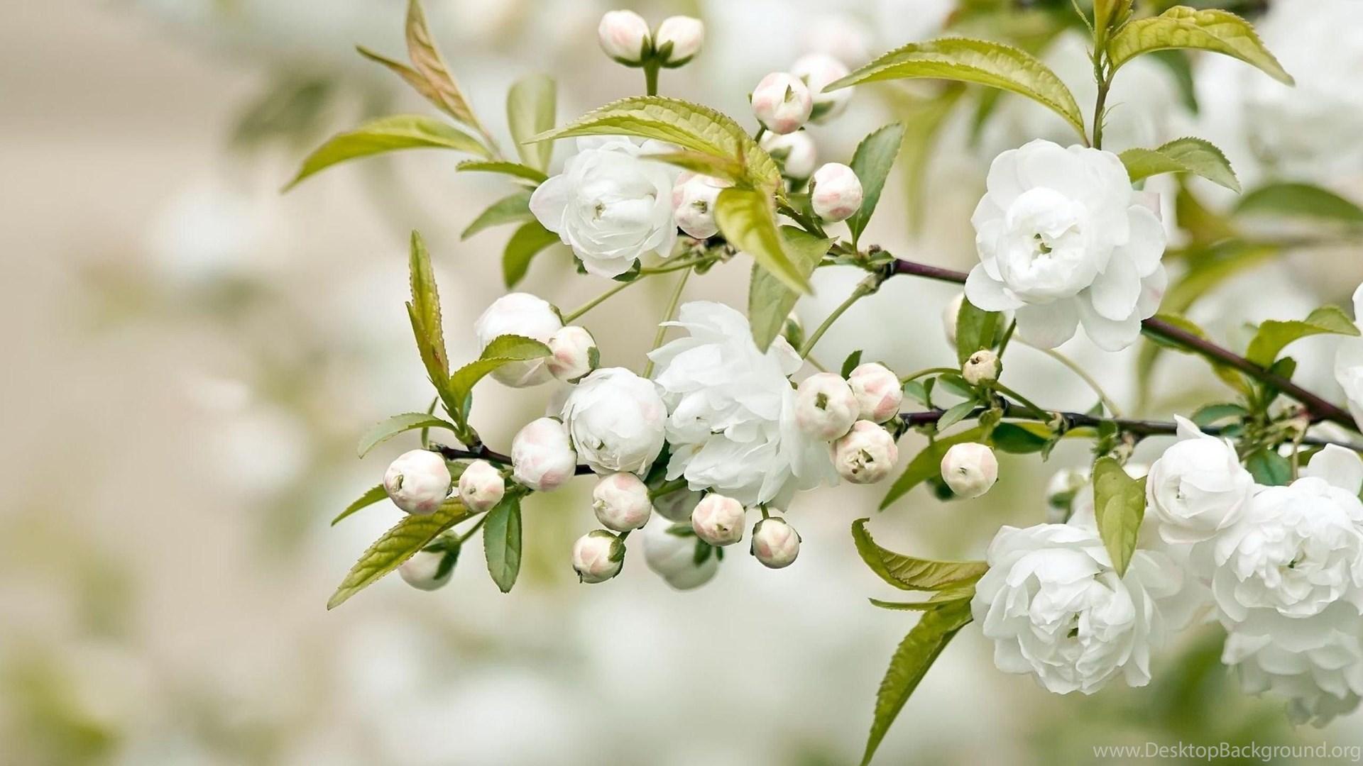 1920x1080 White Flower Desktop Wallpaper Desktop Background