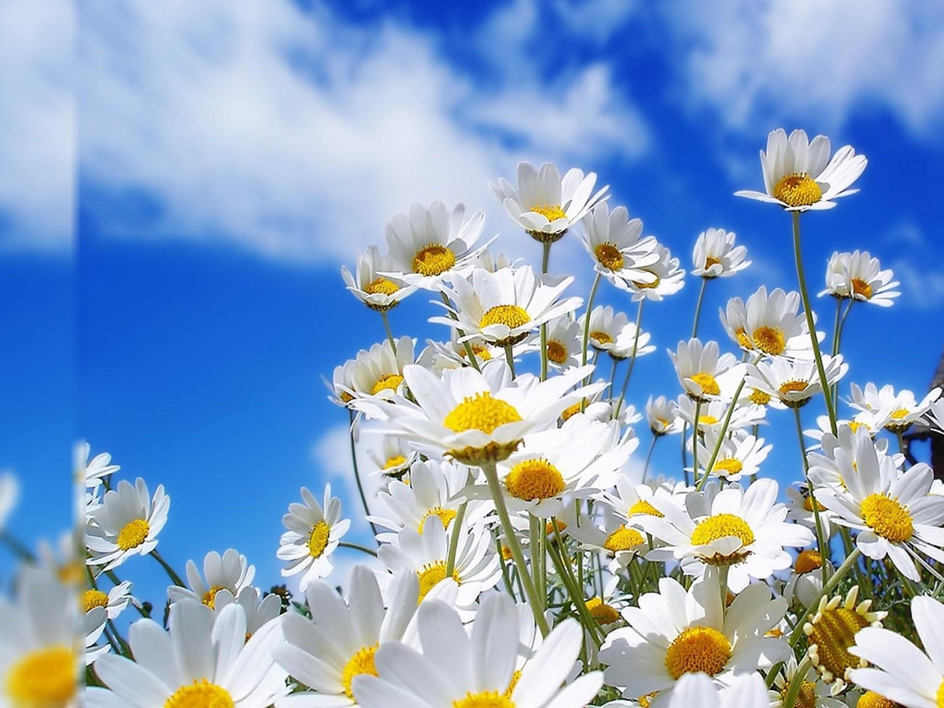 1920x1440 Popular Wallpaper White Flowers :