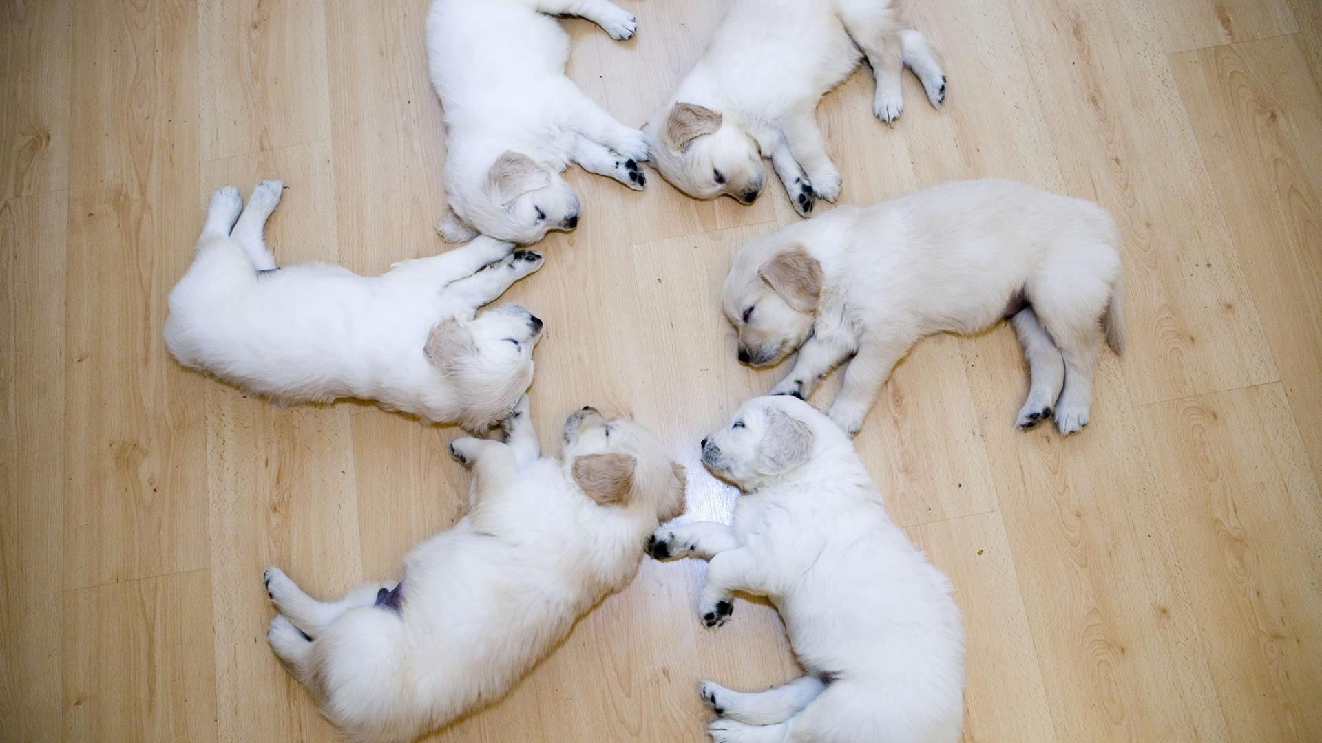 1920x1080 Cute Animal Wallpaper for Desktop