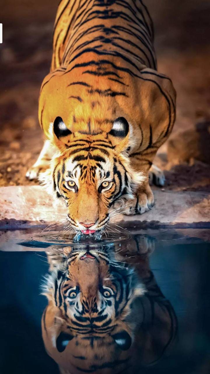 720x1280 Tiger iPhone Wallpaper Tiger iPhone Background