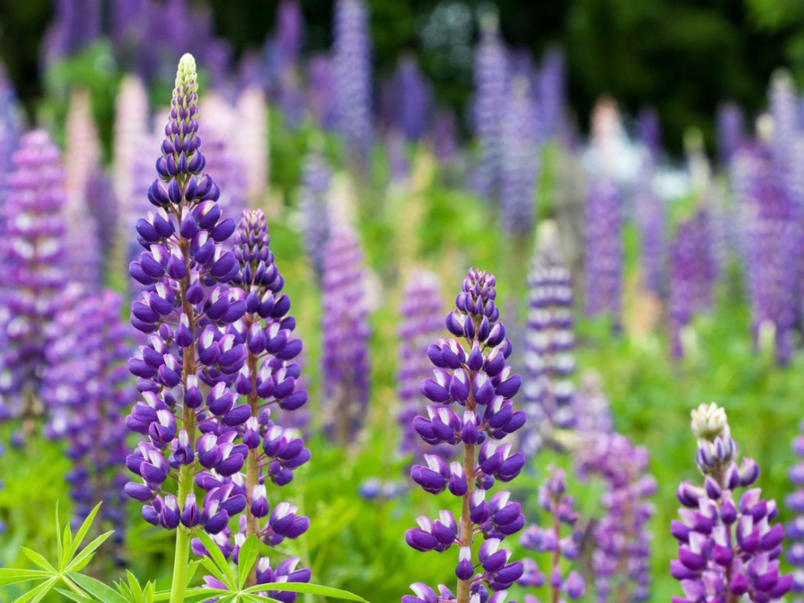 1600x1200 Flowers For Michigan Summers
