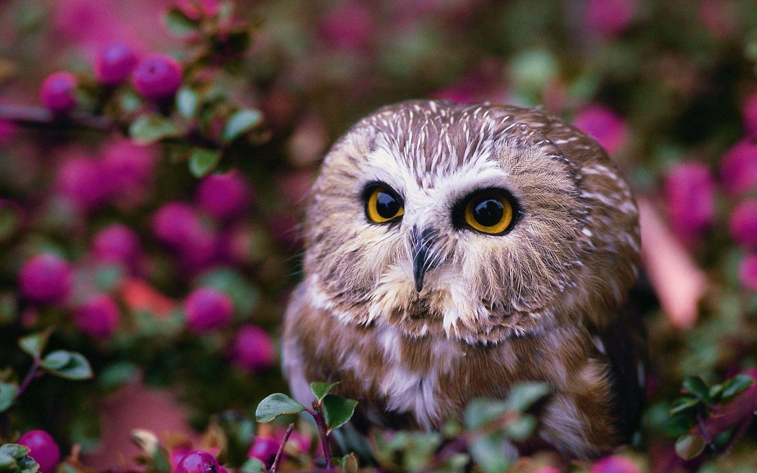 Cute Summer Owl Wallpapers Top Free Cute Summer Owl Backgrounds WallpaperAccess