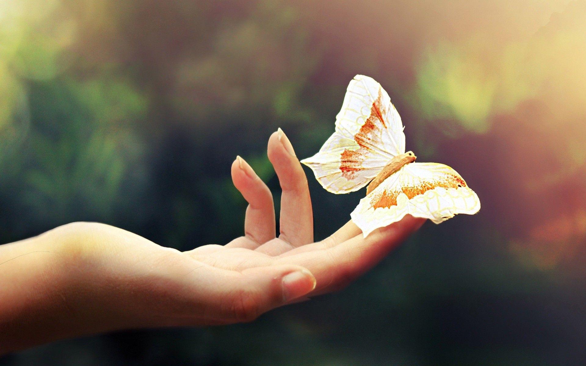 1920x1200 Res: 1920x Butterfly in hand very cute desktop wallpaper. Brain injury, Butterfly, Told you so