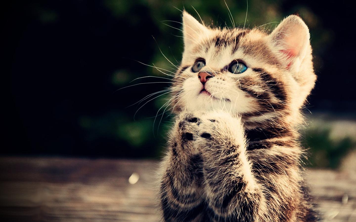 1440x900 Free download cute Super cute animals Cute Wallpaper and Cute Cats [1600x900] for your Desktop, Mobile & Tablet. Explore Super Cute Desktop Wallpaper. Kawaii Pokemon Wallpaper, Cute Cartoon Character
