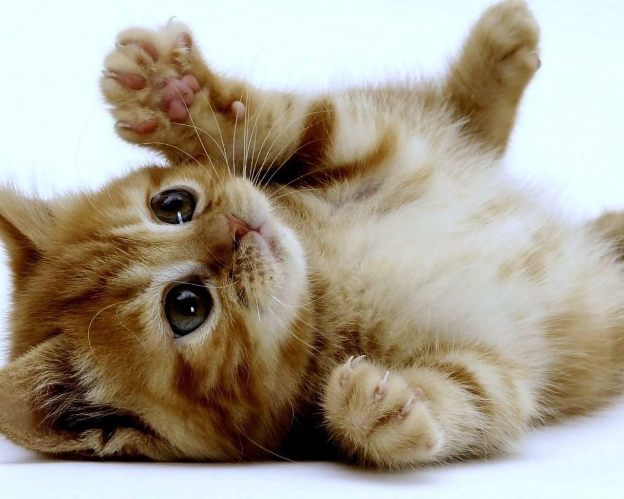 1280x1024 Super Cute Kitten Desktop PC And Mac Wallpaper Desktop Background