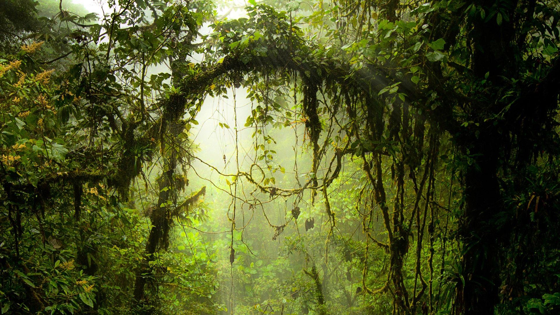 1920x1080 Fresh jungle nature scenery theme desktop wallpaper 18