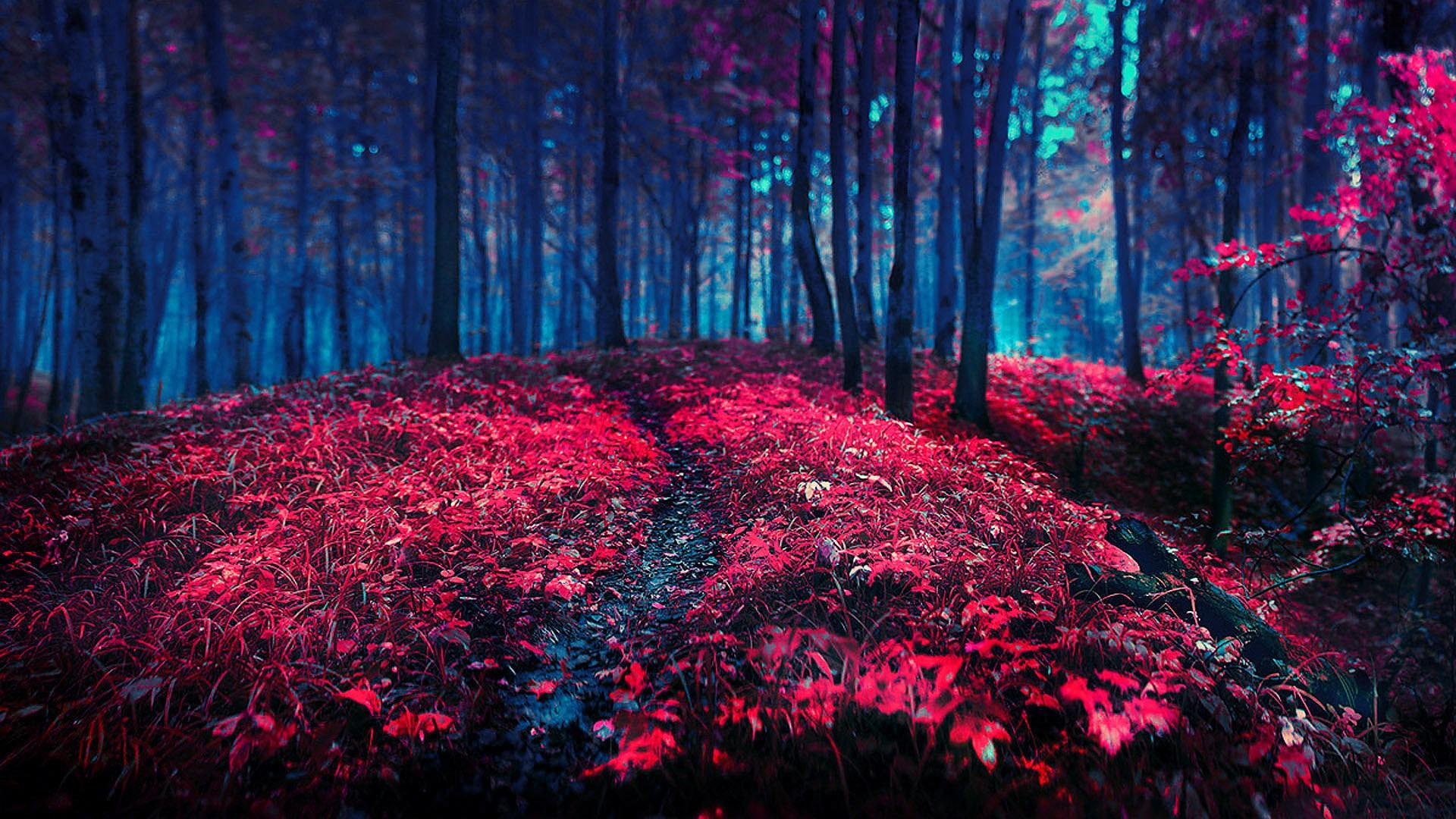 1920x1080 Red Forest Wallpaper