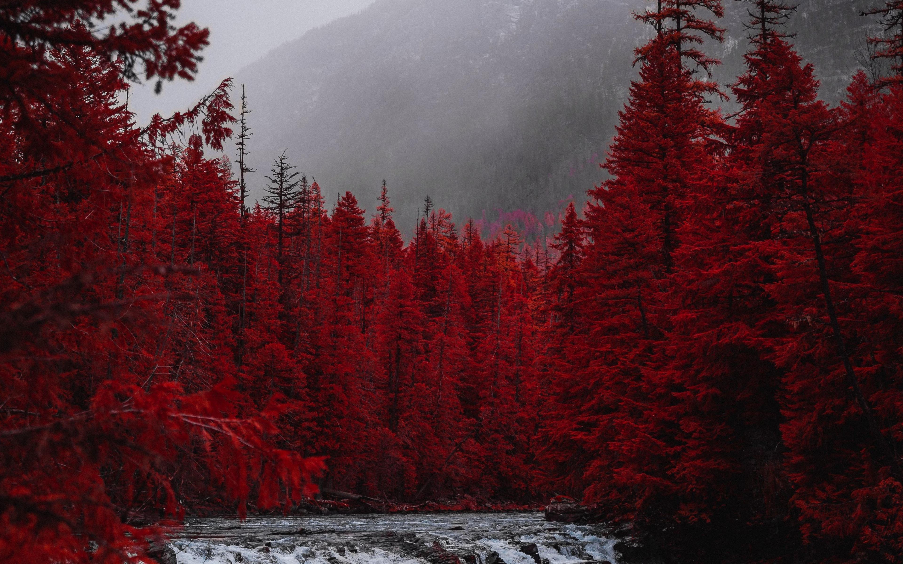 3840x2400 Download 3840x2400 wallpaper red forest, tree, stream, nature, 4k, ultra HD 16: widescreen, 3840x2400 HD image, background, 23340