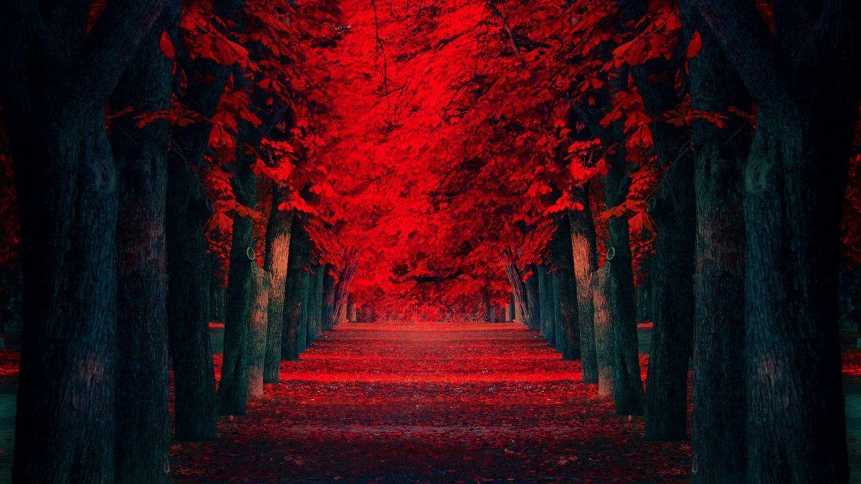 1244x700 Forest Red Wallpaper