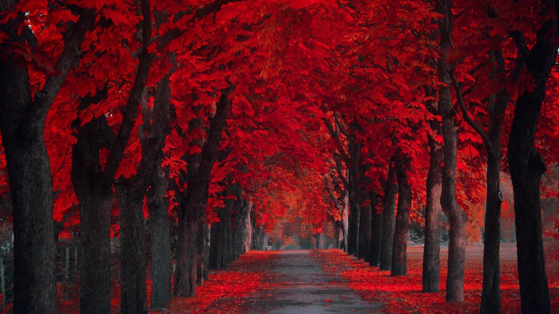 1920x1080 Dede on Twitter. Autumn leaves wallpaper, Red wallpaper, Fall wallpaper