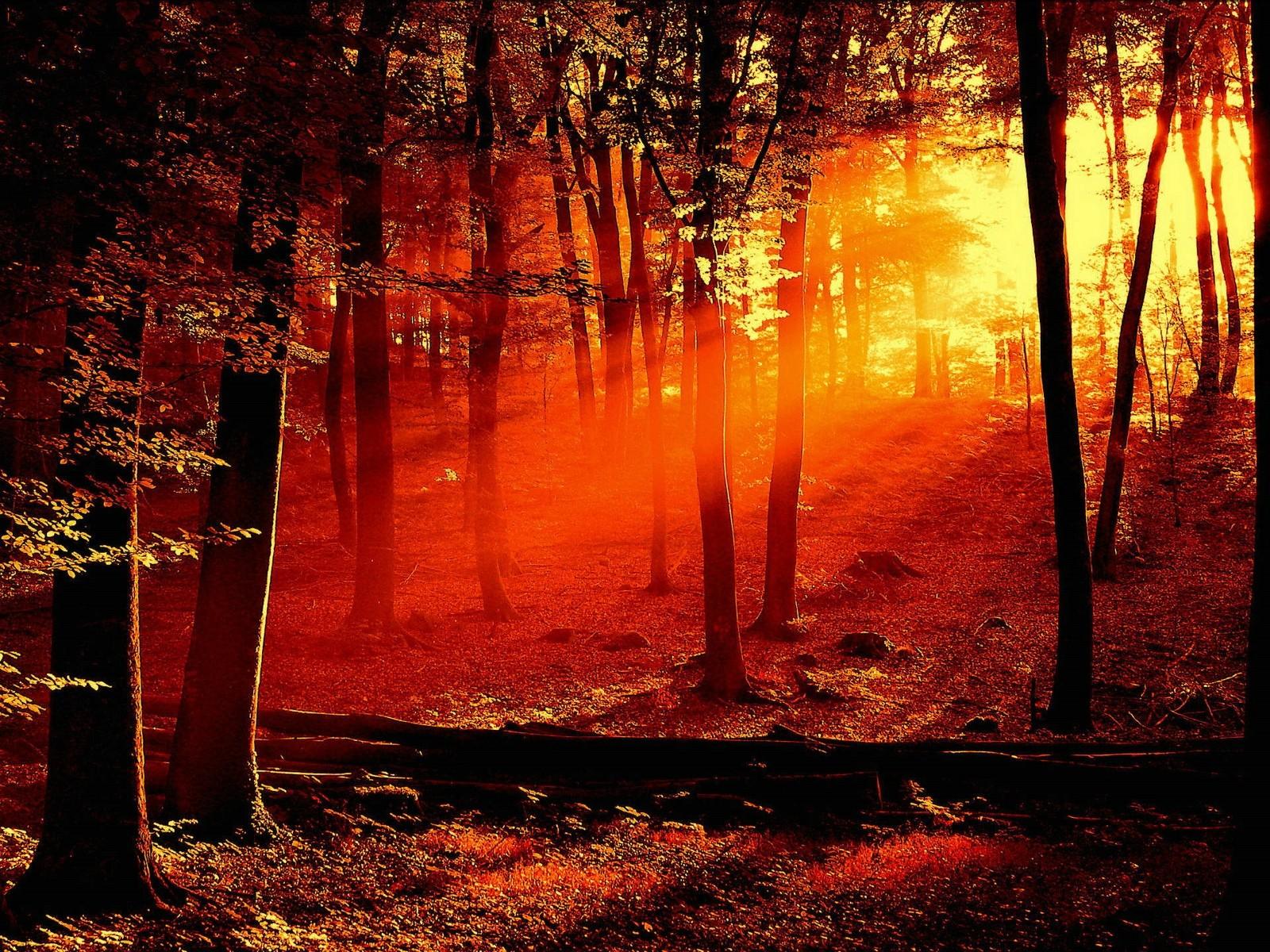1600x1200 Free download View Red Light Sunset in Forest wallpaper Download Red Light Sunset [1600x1200] for your Desktop, Mobile & Tablet. Explore Red Forest Wallpaper. Blood Red Wallpaper, Red Tree