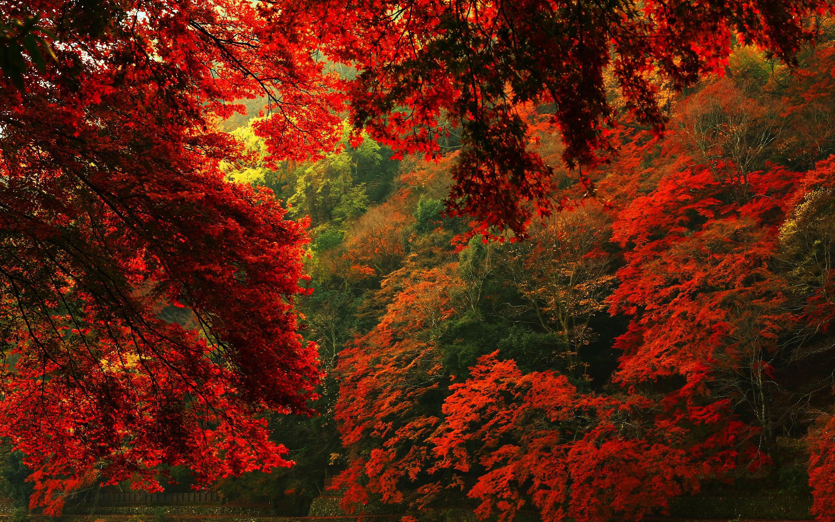 2880x1800 Red Forest Wallpaper HD