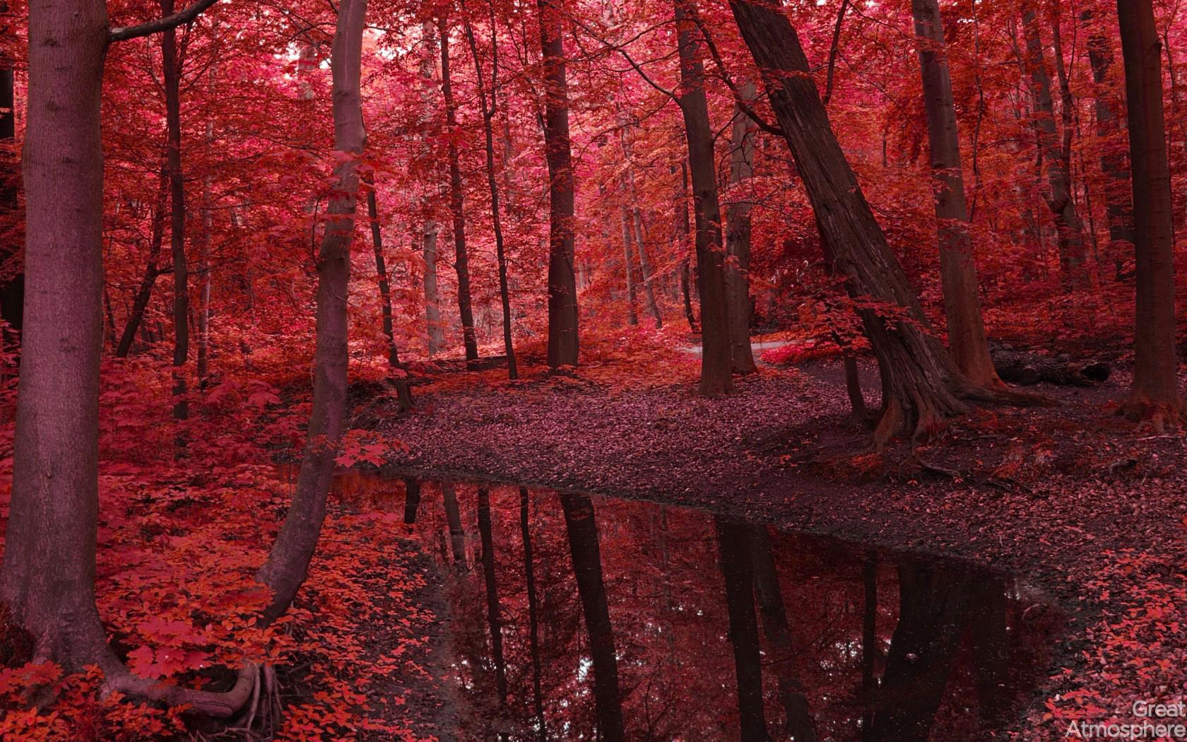 1680x1050 Red Forest Desktop Wallpaper 25828