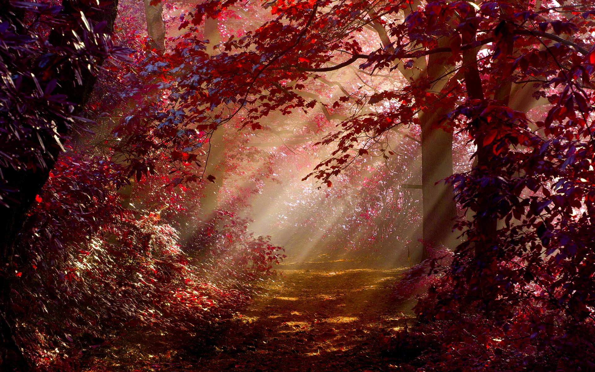 1920x1200 Red Forest HD 33532 1920x1200px
