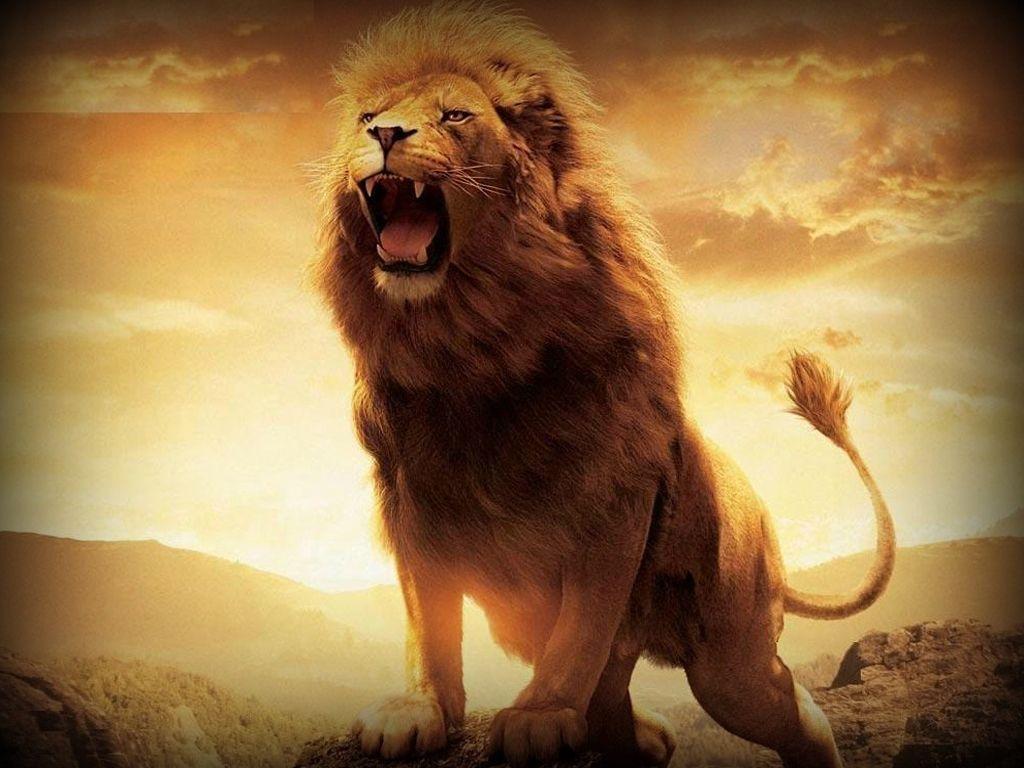 Fire Lion Wallpapers Top Free Fire Lion Backgrounds Wallpaperaccess