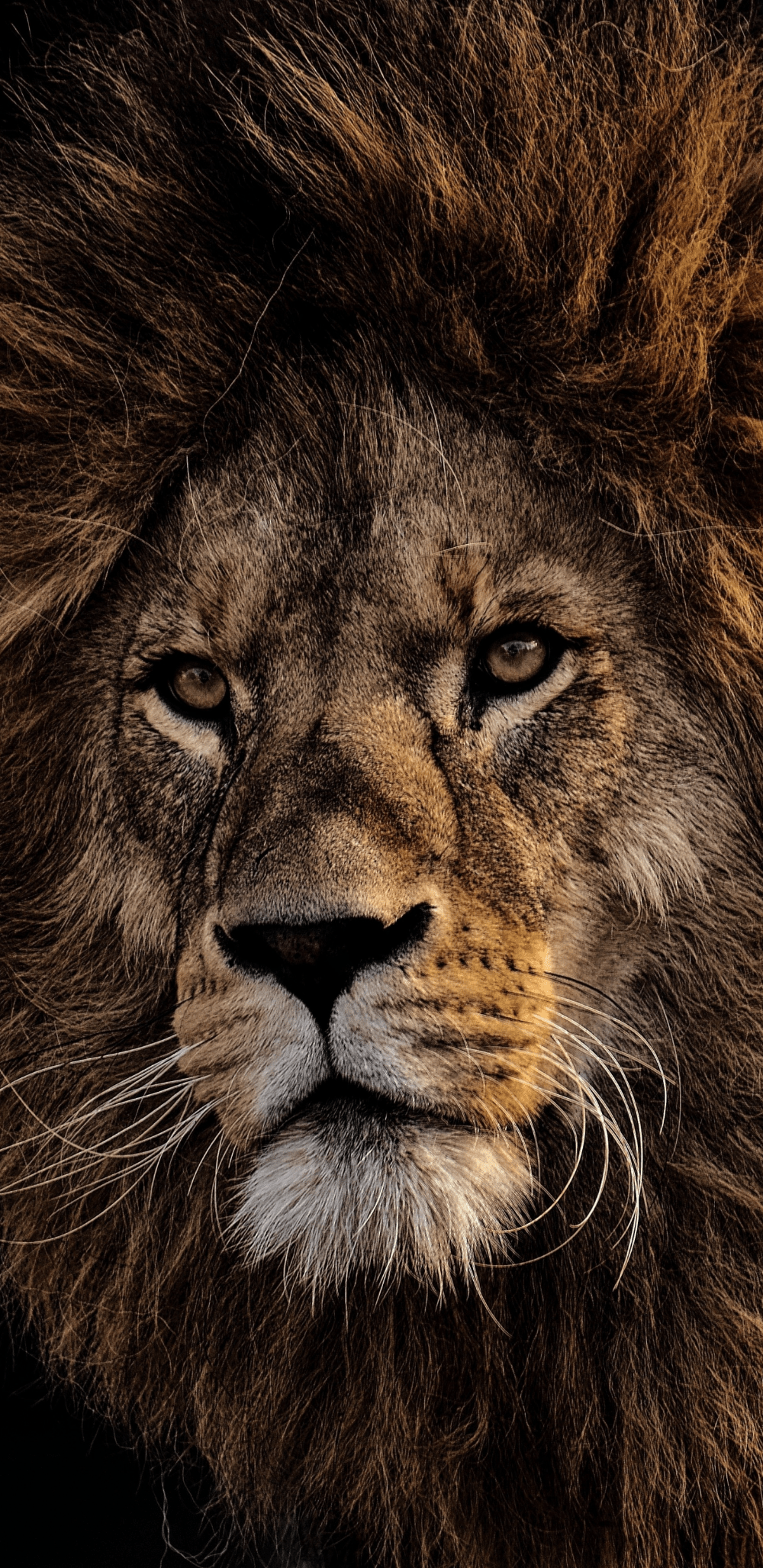 1000x2055 Lion Samsung Wallpaper