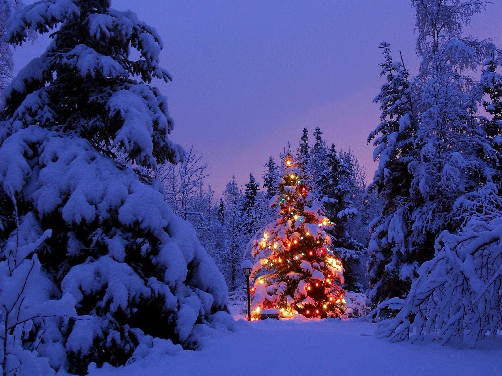 Christmas Forest Wallpapers - Top Free Christmas Forest Backgrounds ...