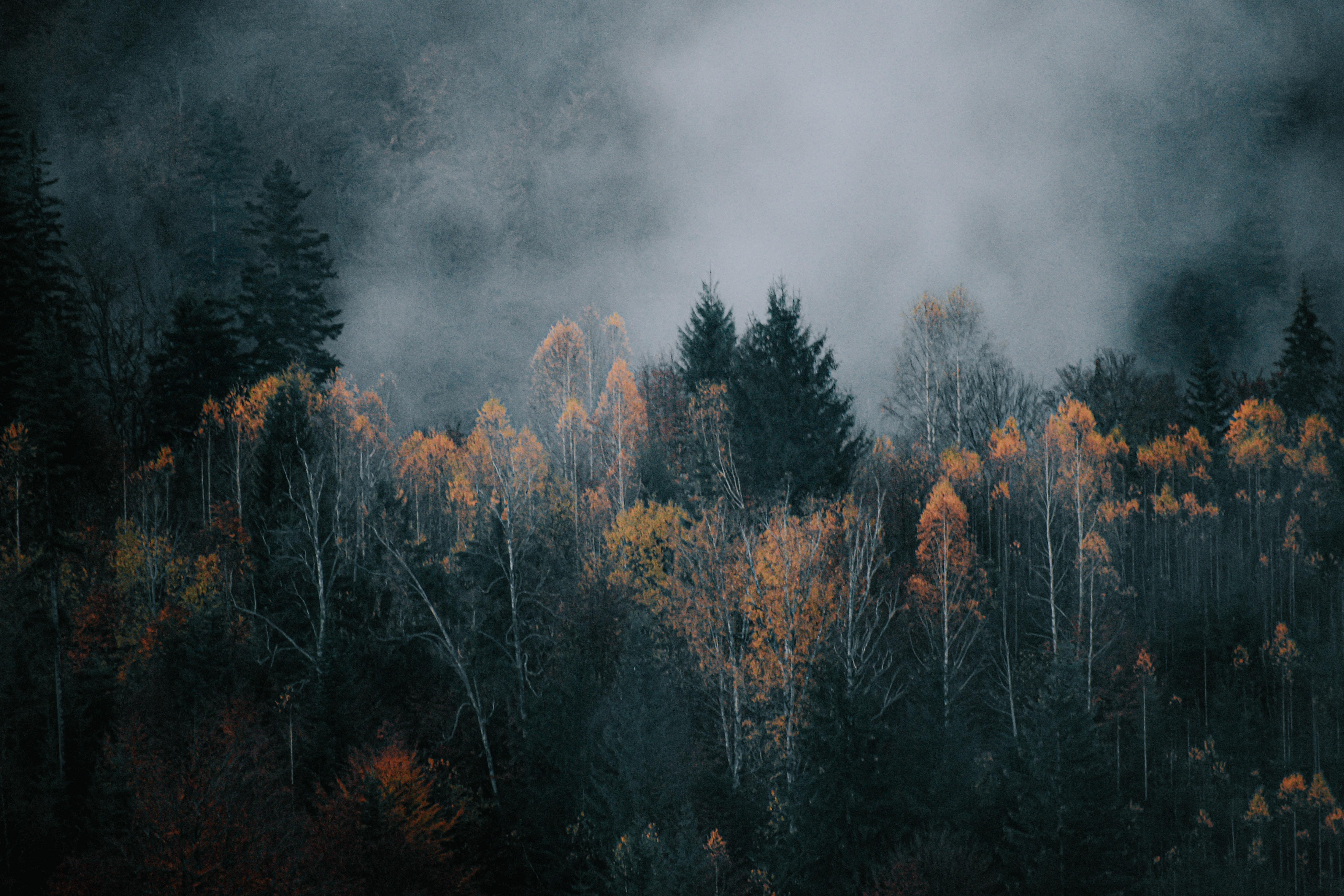 5842x3895 Fog over dark autumn forest · Free