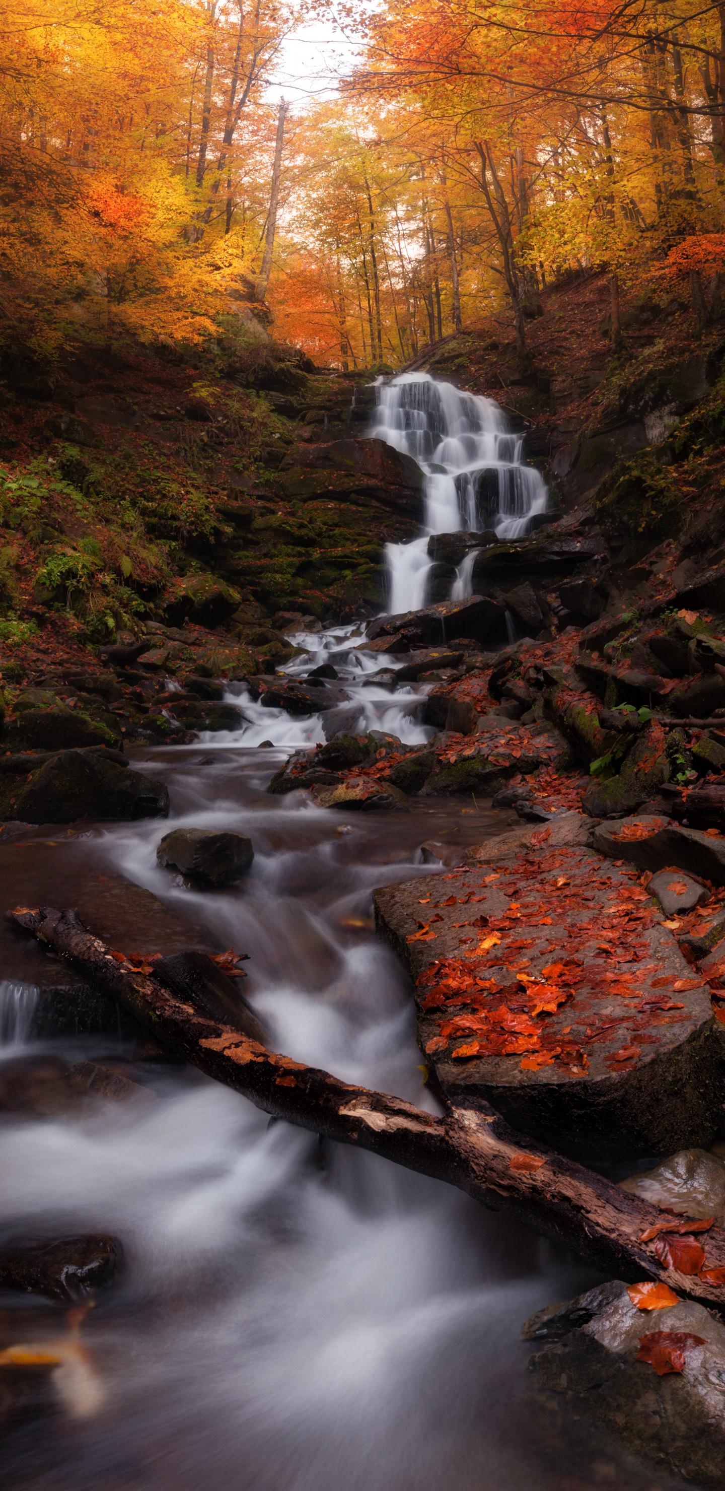 1440x2960 Download Autumn, forest, waterfall, water stream, nature wallpaper, 1440x Samsung Galaxy S Samsung Galaxy S8 Plus