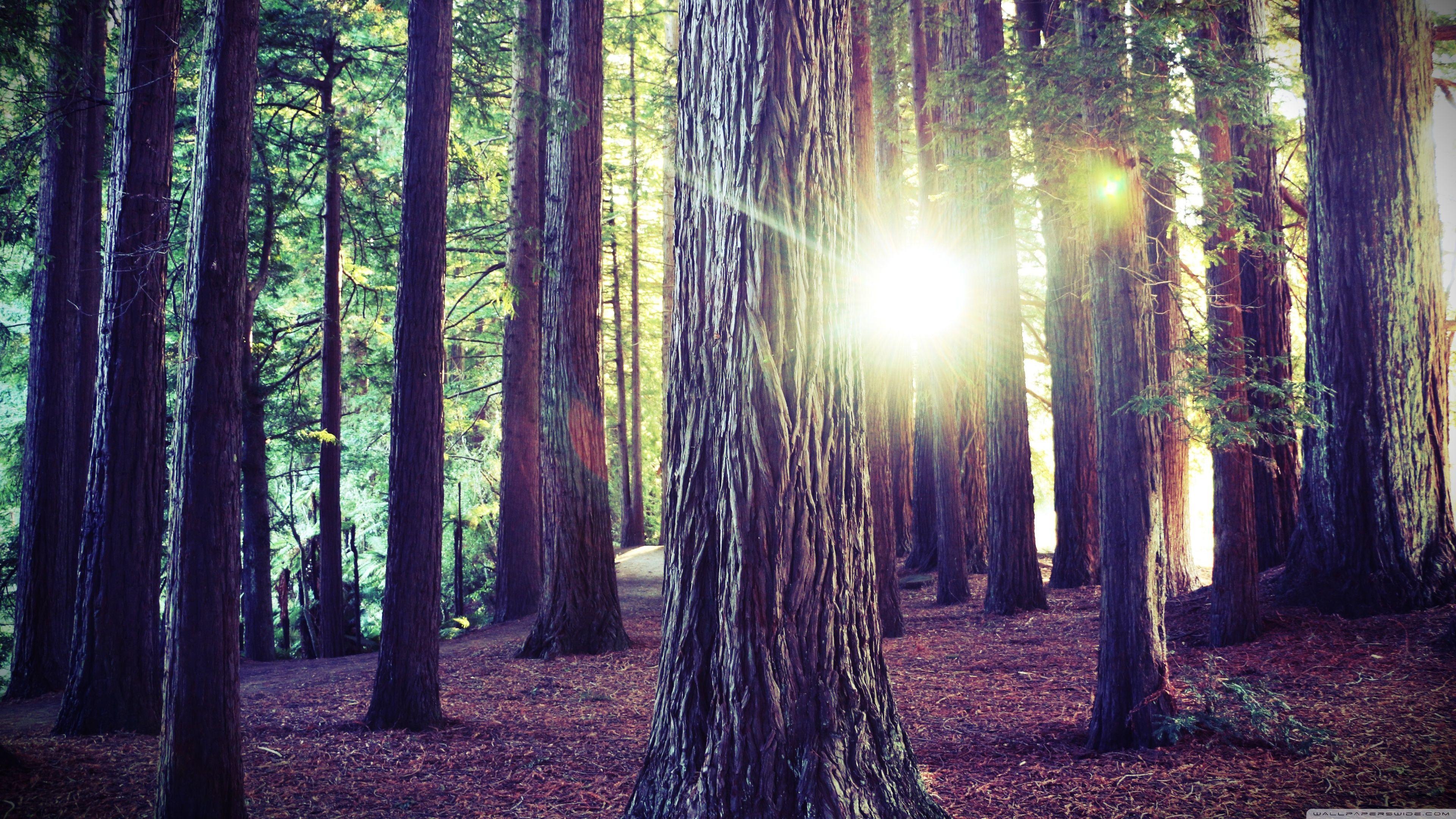 3840x2160 Woods, Forest, Nature ❤ 4K HD Desktop Wallpaper for 4K Ultra HD TV