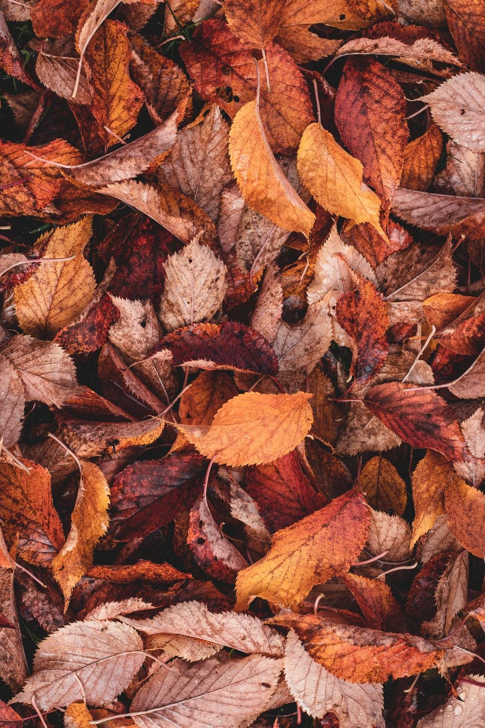 1000x1500 Fall Wallpaper: Free HD Download [HQ]