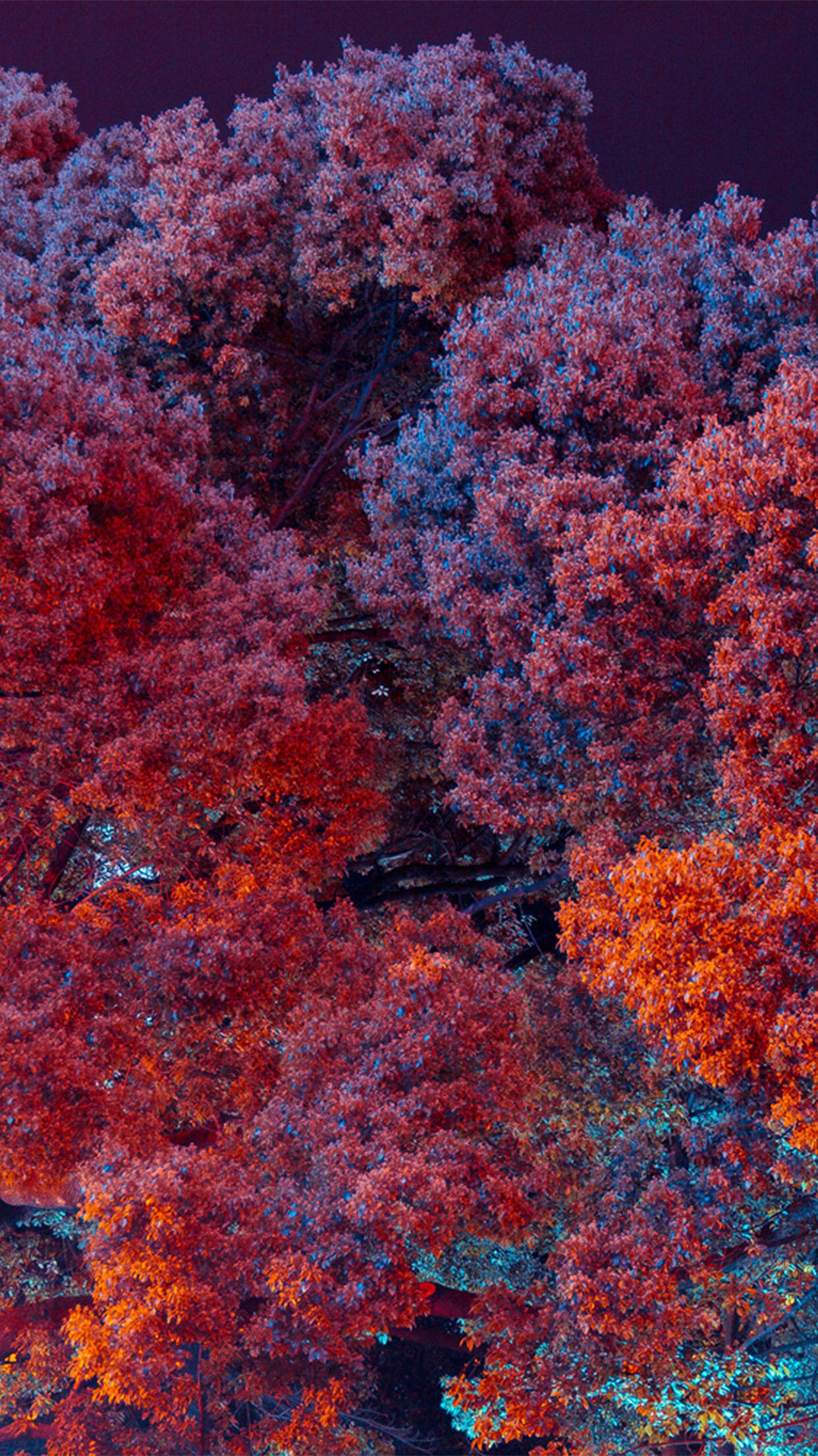 1242x2208 iPhone X wallpaper. tree red nature art