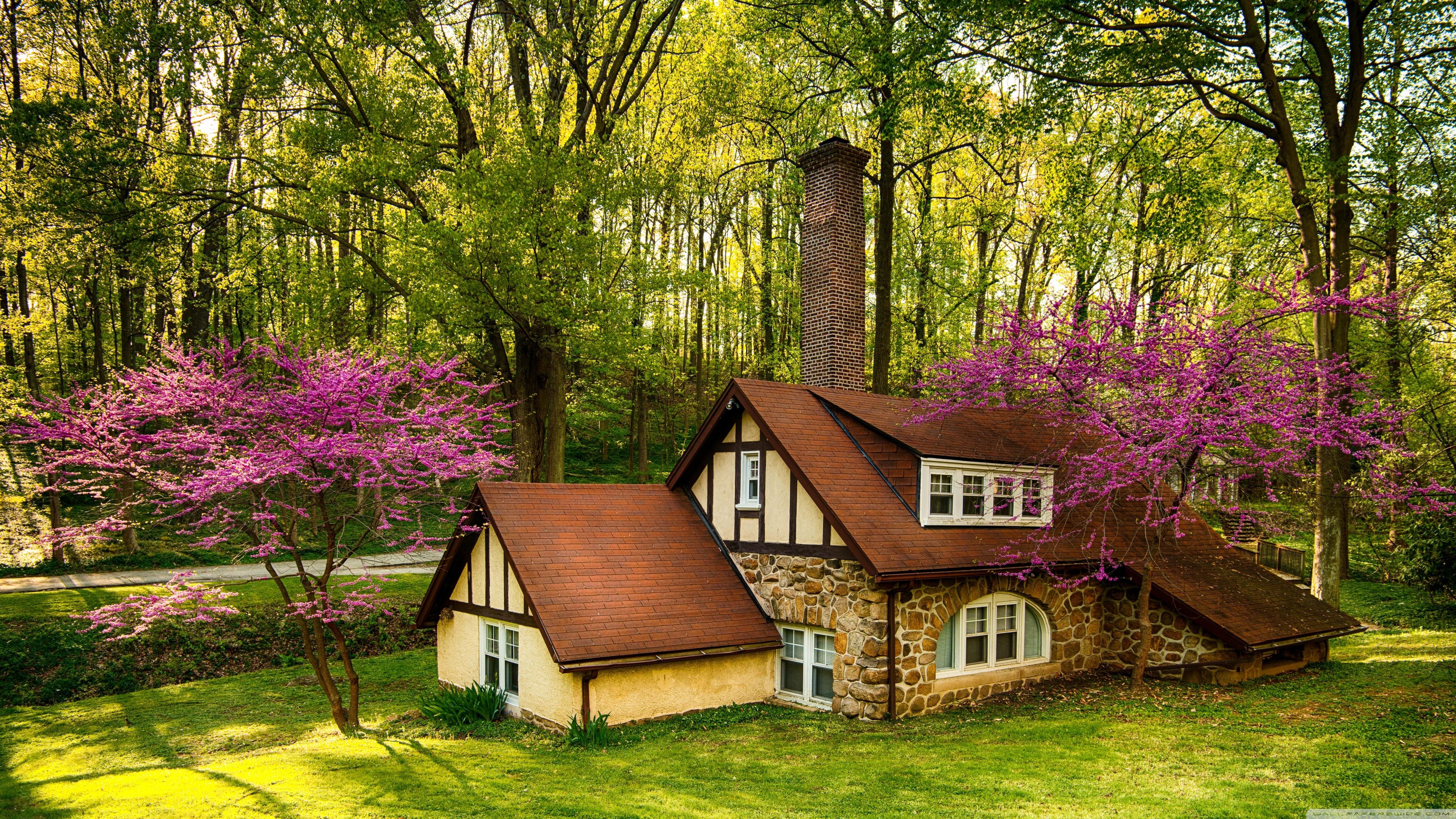 3840x2160 Beautiful Forest House, Spring Ultra HD Desktop Background Wallpaper for 4K UHD TV : Widescreen & UltraWide Desktop & Laptop : Tablet