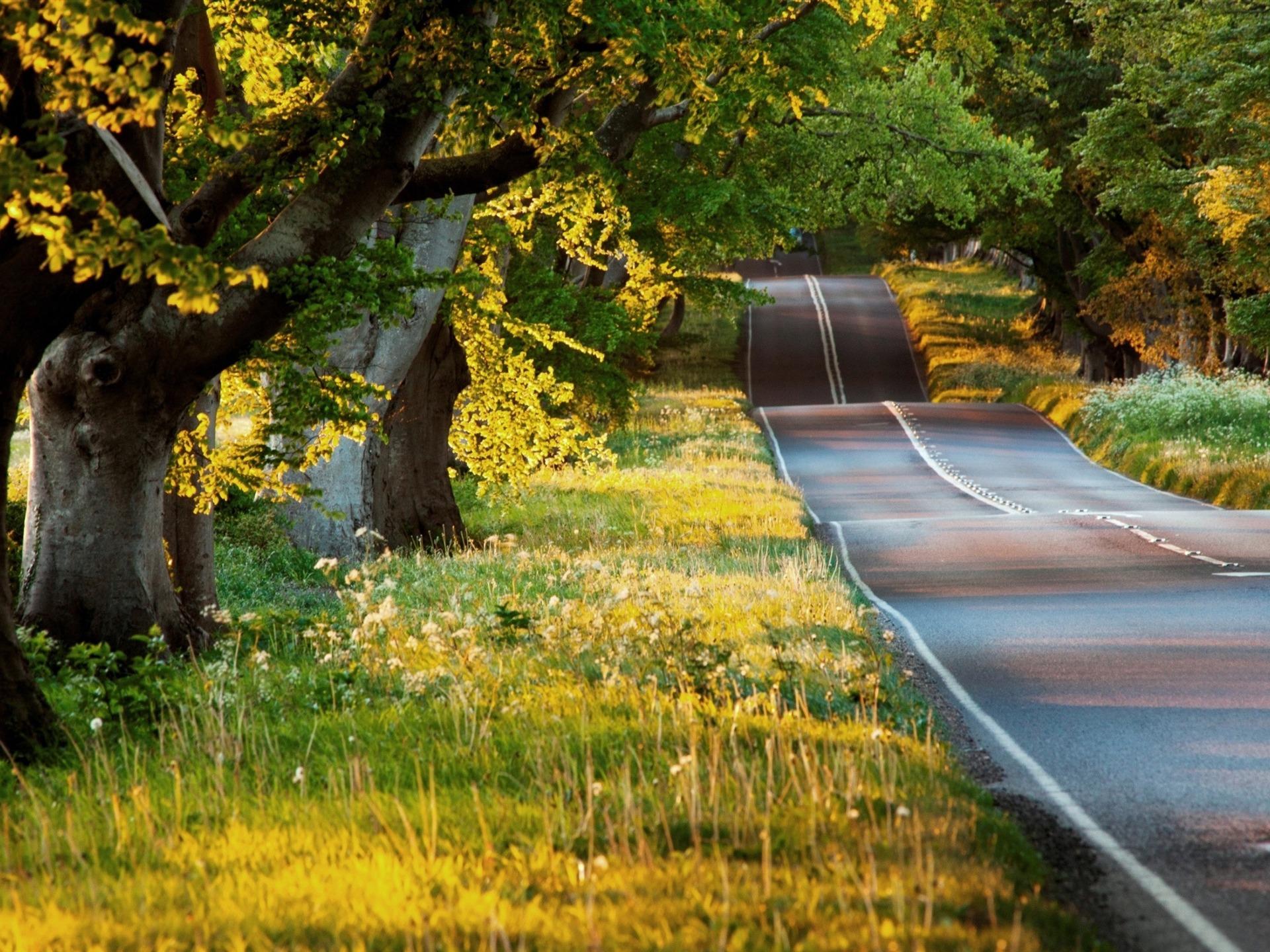 1920x1440 Beautiful Forest Road Spring HD Desktop Wallpaper