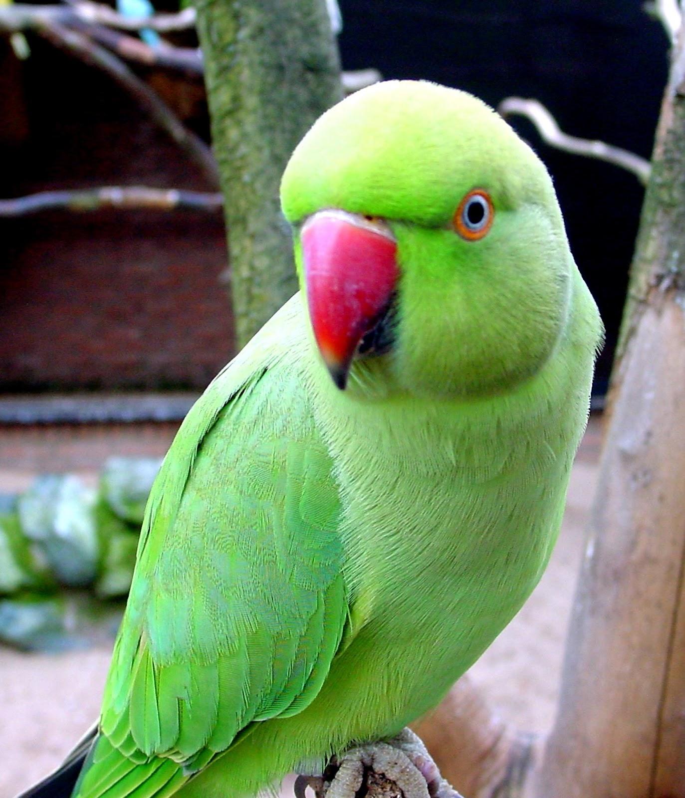 1373x1600 Indian Ringneck Parrot HD Wallpaper