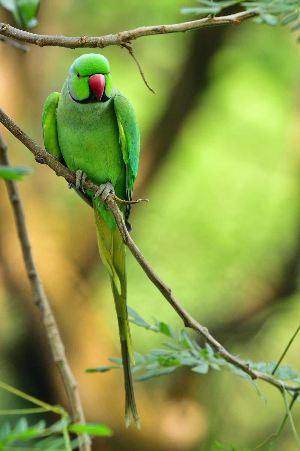 Indian Parrot HD Wallpapers - Top Free Indian Parrot HD ...